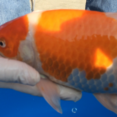 Thuốc mê cho cá – Cẩm nang hướng dẫn sử dụng cho người chơi cá
